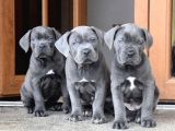 Safkan Italyan Blue Cane Corso Yavrularımız