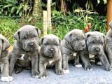 Safkan Italyan Blue Cane Corso Yavrularımız