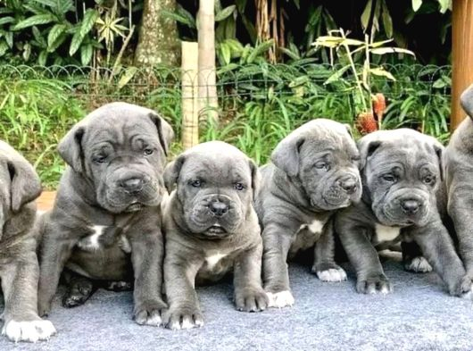 Safkan Italyan Blue Cane Corso Yavrularımız görsel