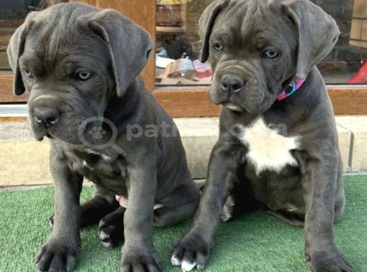 Safkan Italyan Blue Cane Corso Yavrularımız görsel