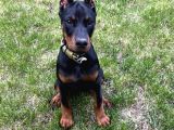 A Kalite Safkan Doberman Yavrularımız