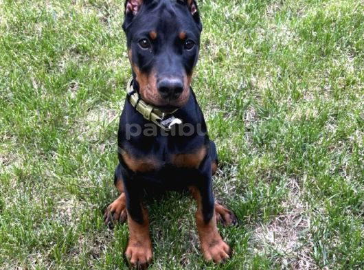 A Kalite Safkan Doberman Yavrularımız görsel