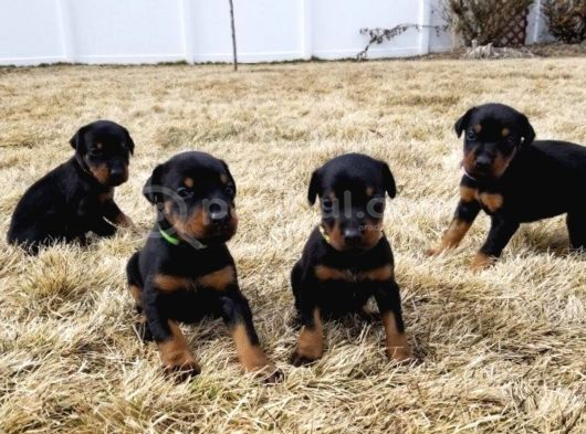 A kalite safkan doberman yavrularımız