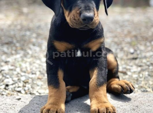 A Kalite Safkan Doberman Yavrularımız görsel