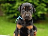 A Kalite Safkan Doberman Yavrularımız