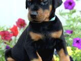 A Kalite Safkan Doberman Yavrularımız