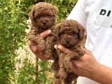 SAFKAN ERKEK TOY POODLE YAVRULAR