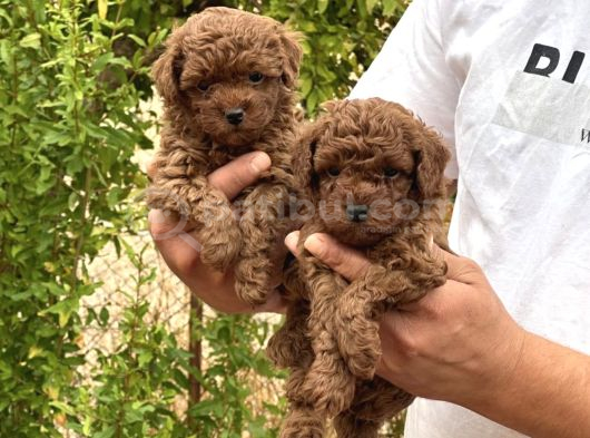 Safkan Erkek Toy Poodle Yavrular