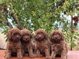 Safkan Erkek Toy Poodle Yavrular