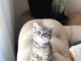 Aşiri Sevi̇mli̇ Surat Bri̇ti̇sh Shorthai̇r Yavrum