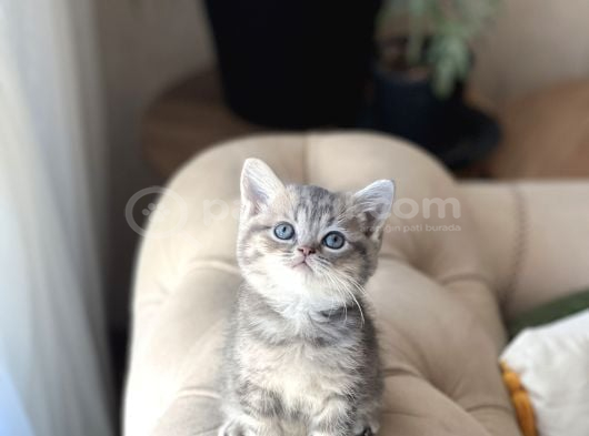 AŞIRI SEVİMLİ SURAT BRİTİSH SHORTHAİR YAVRUM