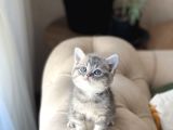 Aşiri Sevi̇mli̇ Surat Bri̇ti̇sh Shorthai̇r Yavrum