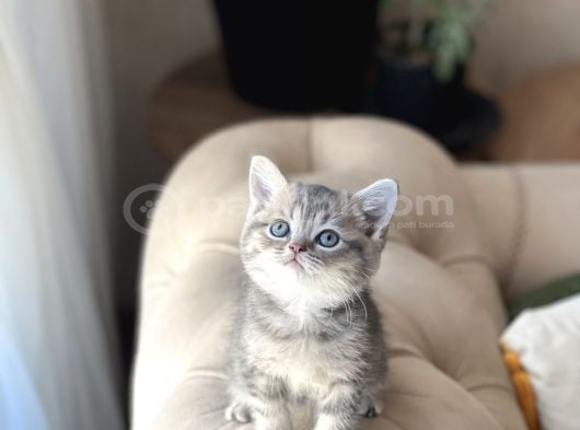 Aşiri Sevi̇mli̇ Surat Bri̇ti̇sh Shorthai̇r Yavrum görsel