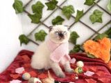 Di̇şi̇ Scotti̇sh Bluepoi̇nt Prenses Kizim