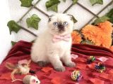 Di̇şi̇ Scotti̇sh Bluepoi̇nt Prenses Kizim