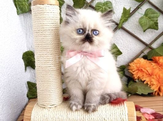 Benden Bi̇rtane Daha Yok Di̇şi̇ Bri̇ti̇sh Bebek görsel