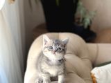 Aşiri Sevi̇mli̇ Surat Bri̇ti̇sh Shorthai̇r Yavrum