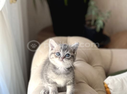 Aşiri Sevi̇mli̇ Surat Bri̇ti̇sh Shorthai̇r Yavrum görsel