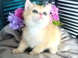 British Shorthair Golden Bebekler
