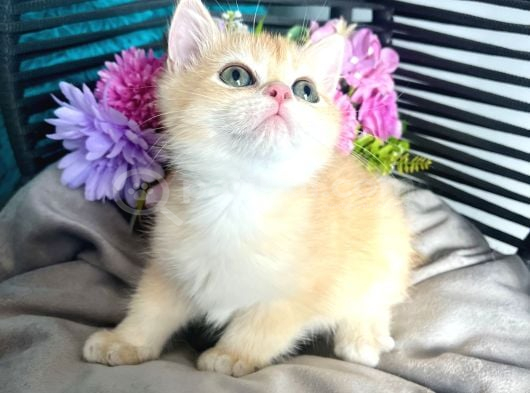 British Shorthair Golden Bebekler görsel