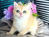 British Shorthair Golden Bebekler