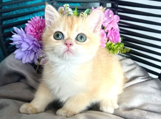 British Shorthair Golden Bebekler görsel