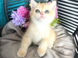 British Shorthair Golden Bebekler