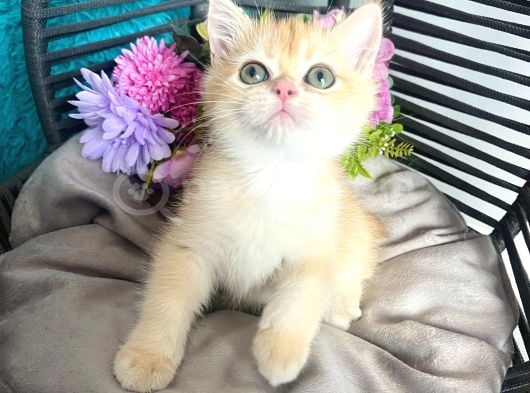British Shorthair Golden Bebekler görsel