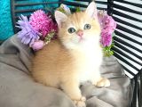 British Shorthair Golden Bebekler