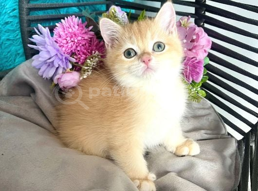 British Shorthair Golden Bebekler görsel