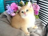 British Shorthair Golden Bebekler