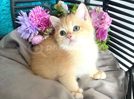 British Shorthair Golden Bebekler görsel