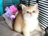 British Shorthair Golden Bebekler