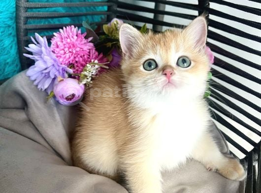 British Shorthair Golden Bebekler