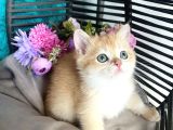 British Shorthair Golden Bebekler