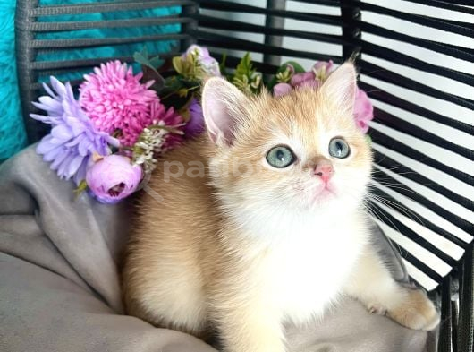 British Shorthair Golden Bebekler görsel