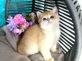 British Shorthair Golden Bebekler