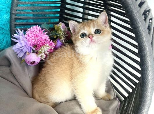 British Shorthair Golden Bebekler görsel