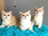 British Shorthair Golden Bebekler