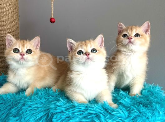 British Shorthair Golden Bebekler görsel