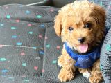 Kali̇teli̇ Malti̇poo Yavrularimiz
