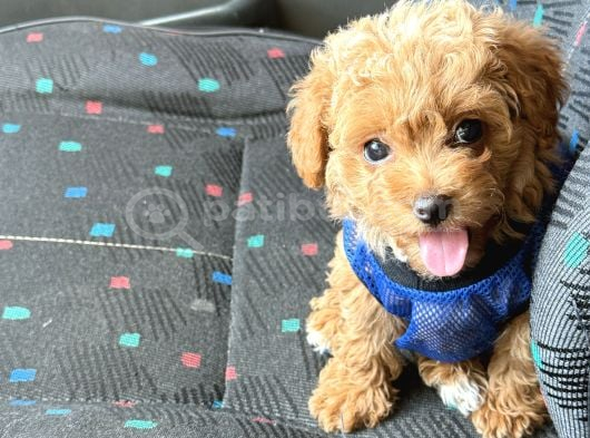 Kali̇teli̇ Malti̇poo Yavrularimiz görsel