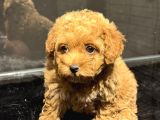 Kali̇teli̇ Malti̇poo Yavrularimiz