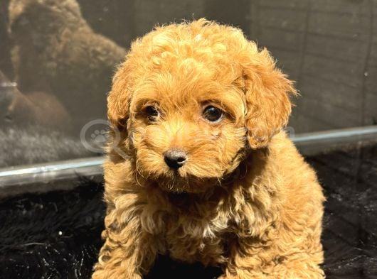 Kali̇teli̇ Malti̇poo Yavrularimiz görsel