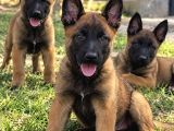 Ruhsatlı İşletmeden Belçika Malinois Yavruları