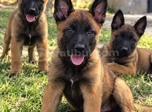 Ruhsatlı İşletmeden Belçika Malinois Yavruları