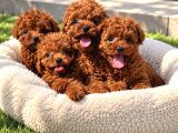 Güvenle Sahiplenebileceğiniz Poodle Yavruları