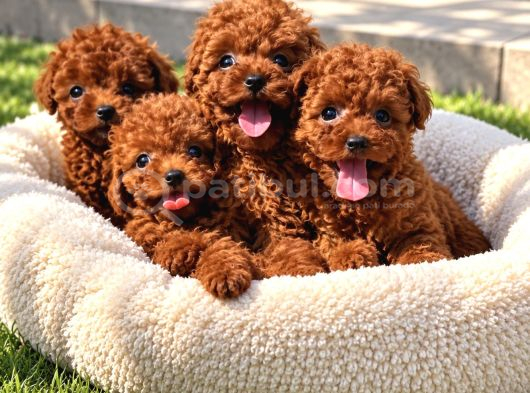 Güvenle Sahiplenebileceğiniz Poodle Yavruları