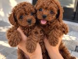 Ruhsatlı İşletmeden Poodle Yavruları