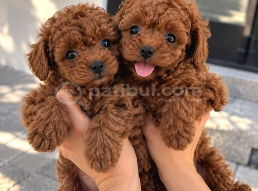 Ruhsatlı İşletmeden Poodle Yavruları